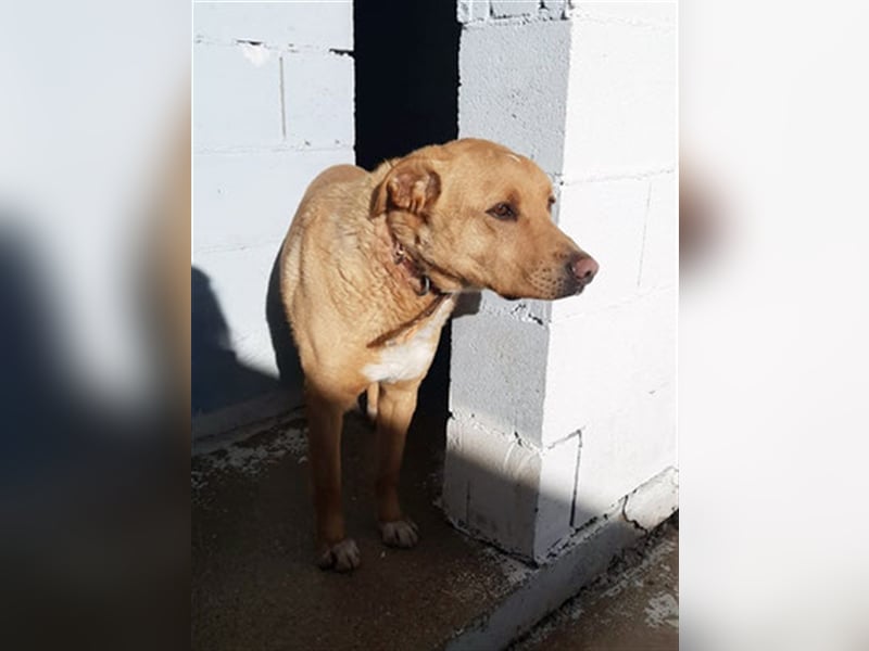 PUDDIN-hübscher Rüde möchte sich bei seinen Zweibeinern anlehnen PUDDIN-hübscher Rüde möchte sich bei seinen Zweibeinern anlehnen