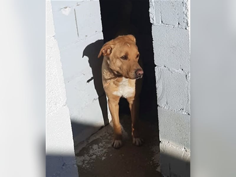 PUDDIN-hübscher Rüde möchte sich bei seinen Zweibeinern anlehnen PUDDIN-hübscher Rüde möchte sich bei seinen Zweibeinern anlehnen