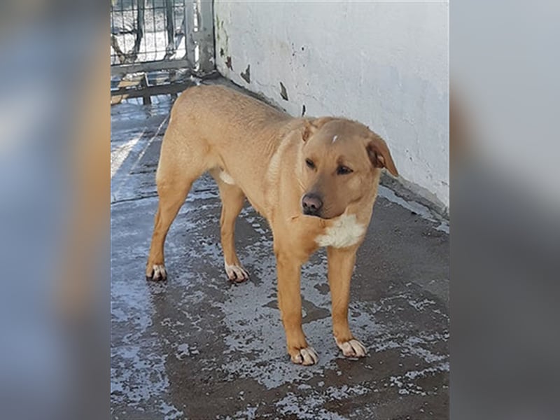 PUDDIN-hübscher Rüde möchte sich bei seinen Zweibeinern anlehnen PUDDIN-hübscher Rüde möchte sich bei seinen Zweibeinern anlehnen