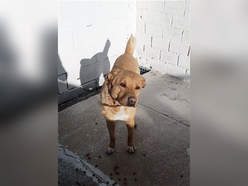 PUDDIN-hübscher Rüde möchte sich bei seinen Zweibeinern anlehnen PUDDIN-hübscher Rüde möchte sich bei seinen Zweibeinern anlehnen