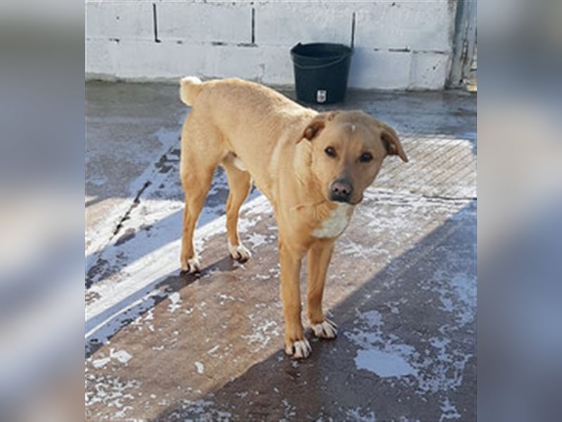 PUDDIN-hübscher Rüde möchte sich bei seinen Zweibeinern anlehnen PUDDIN-hübscher Rüde möchte sich bei seinen Zweibeinern anlehnen