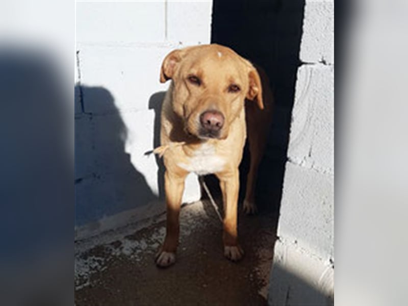 PUDDIN-hübscher Rüde möchte sich bei seinen Zweibeinern anlehnen PUDDIN-hübscher Rüde möchte sich bei seinen Zweibeinern anlehnen