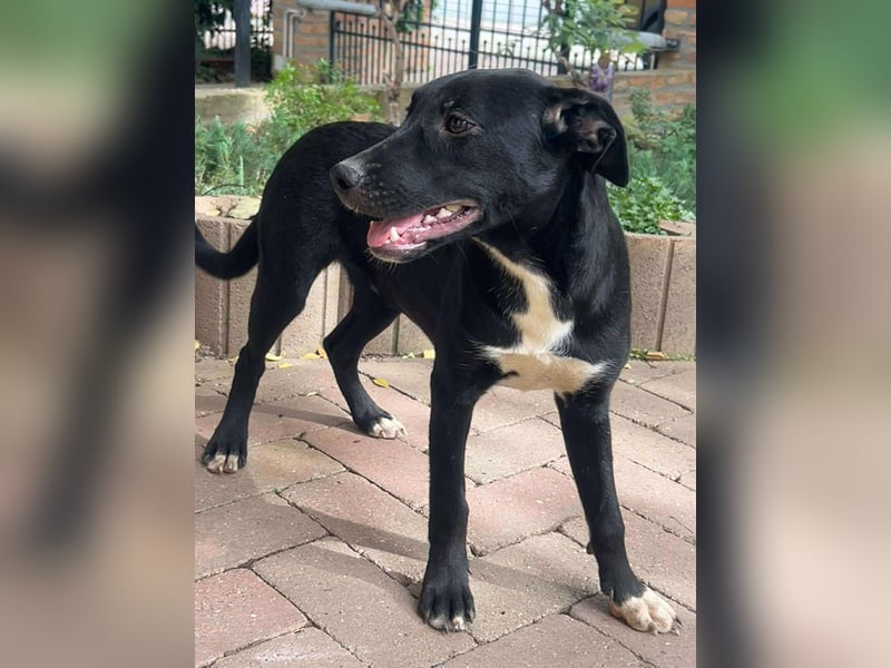 Hübsche Lyra sucht ihr Glück