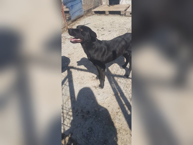 Labbimix Kyle wartet schon so lange