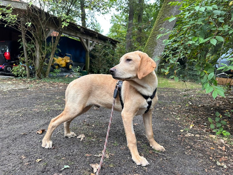 Labbimix Buddy freut sich auf Deinen Besuch