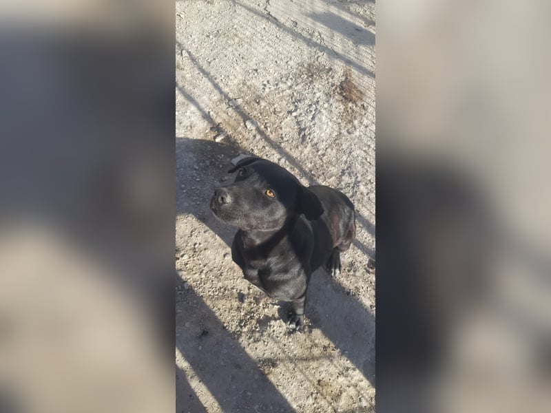 Labbimix Kyle wartet schon so lange