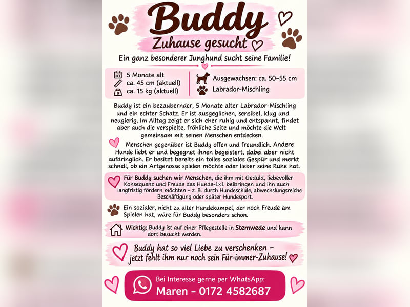 Labbimix Buddy freut sich auf Deinen Besuch