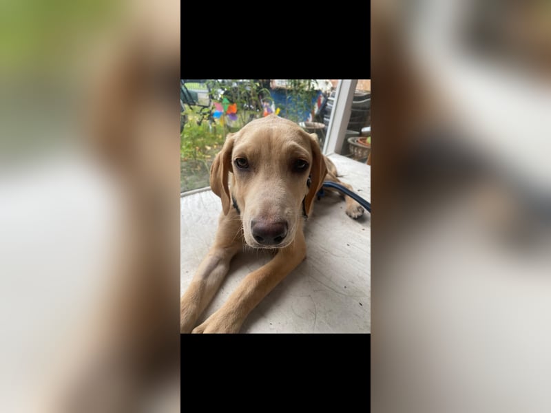Labbimix Buddy freut sich auf Deinen Besuch