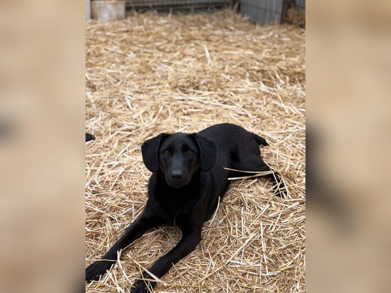 Labbimix wünscht sich ein Zuhause