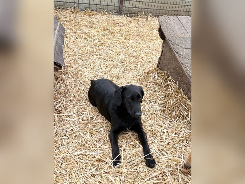 Labbimix wünscht sich ein Zuhause