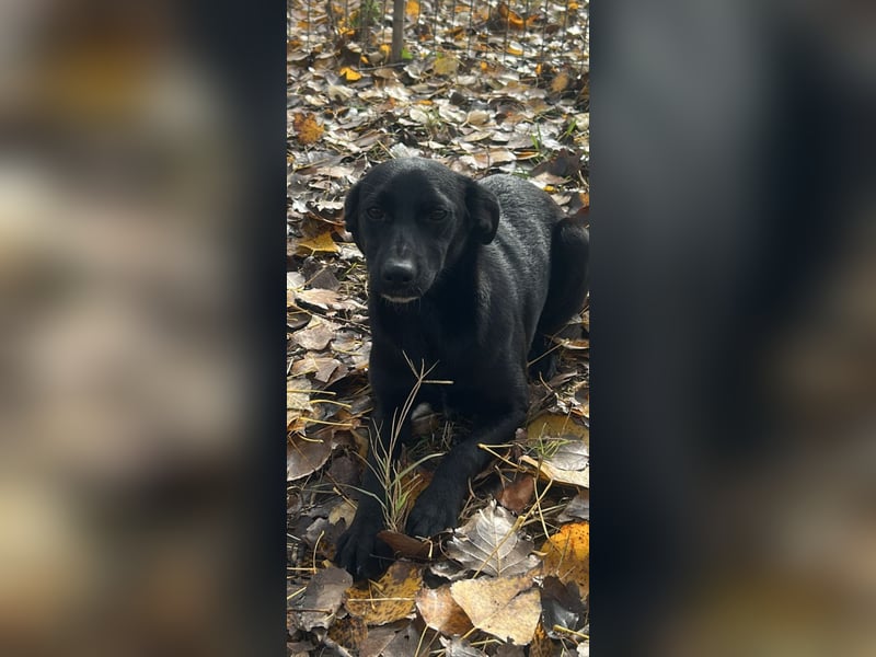 Lani wünscht sich ein Zuhause