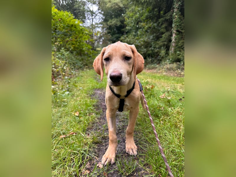 Labbimix Buddy freut sich auf Deinen Besuch