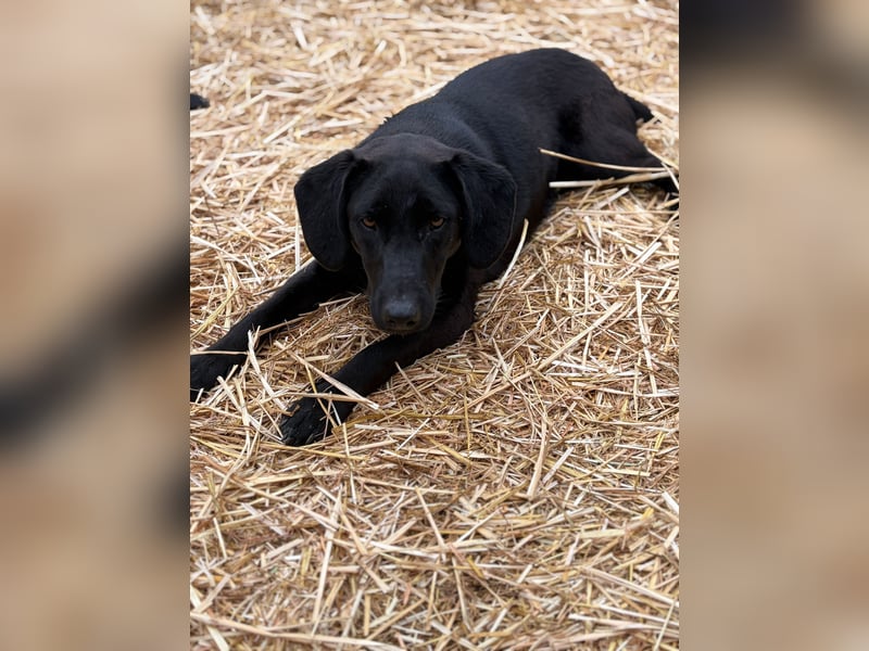 Labbimix wünscht sich ein Zuhause