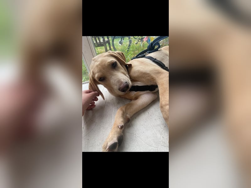 Labbimix Buddy freut sich auf Deinen Besuch
