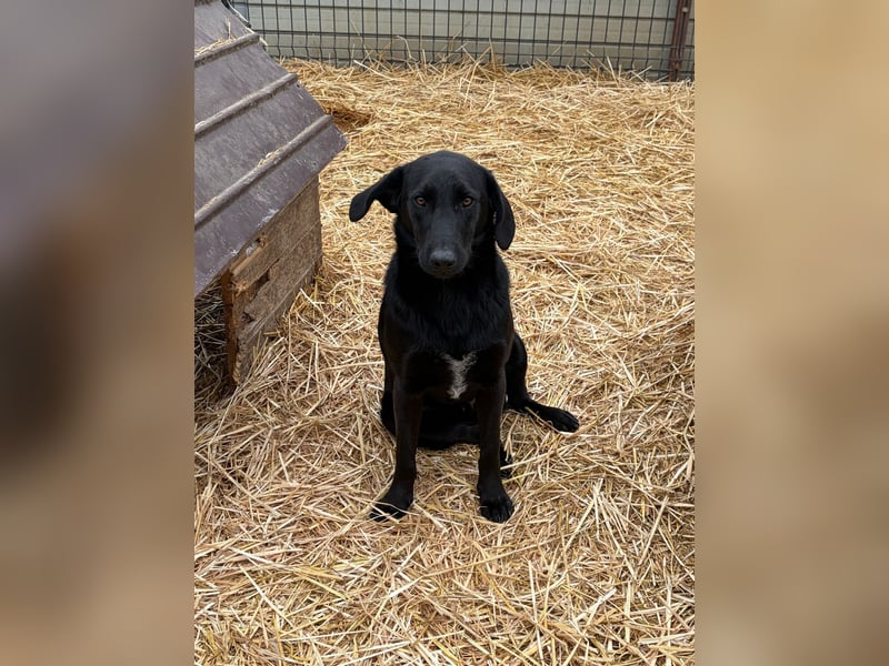 Labbimix wünscht sich ein Zuhause