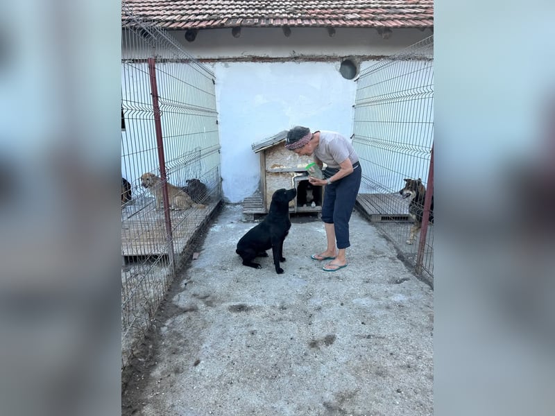 Labbimix Kyle wartet schon so lange