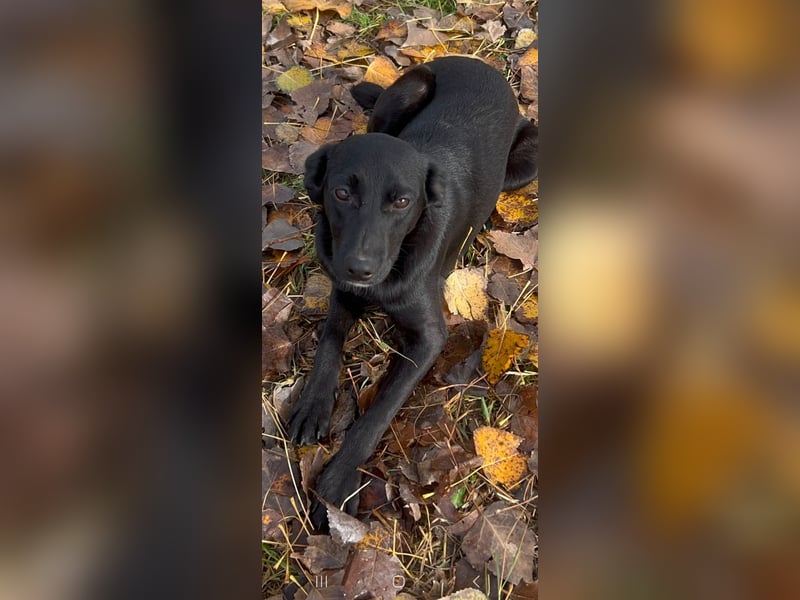 Lani wünscht sich ein Zuhause