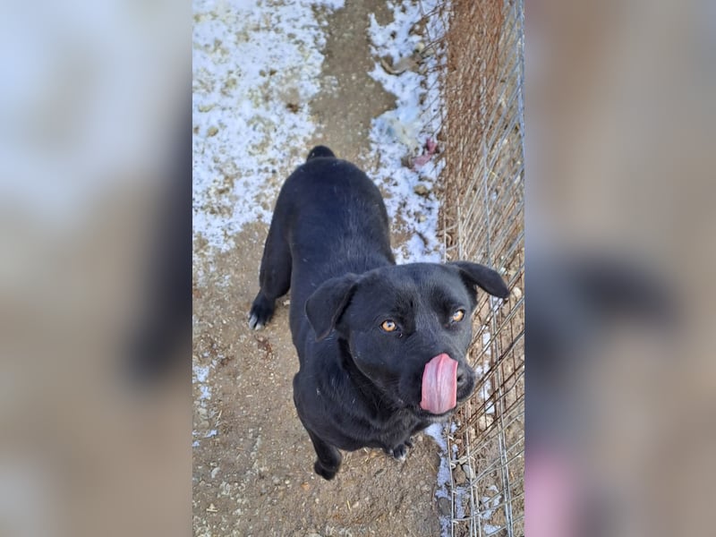 Labbimix Kyle wartet schon so lange