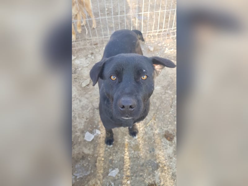 Labbimix Kyle wartet schon so lange