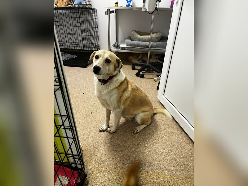 Notfall Oma Tilda wünscht sich ein Zuhause