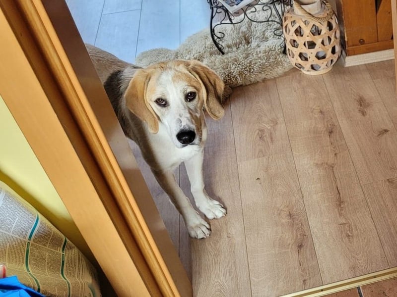 Junghund Vangog ist reserviert