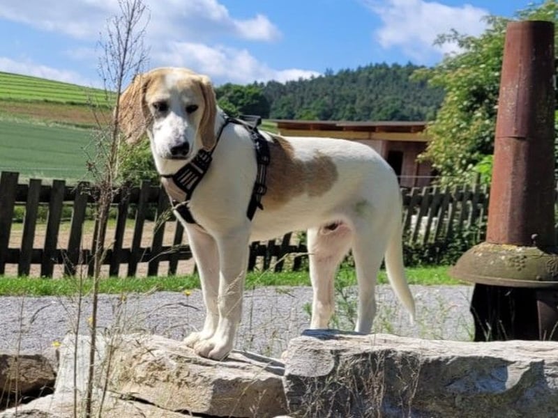 Junghund Vangog ist reserviert
