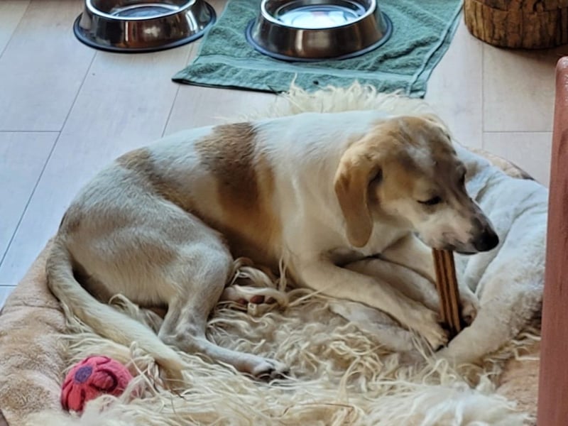 Junghund Vangog ist reserviert