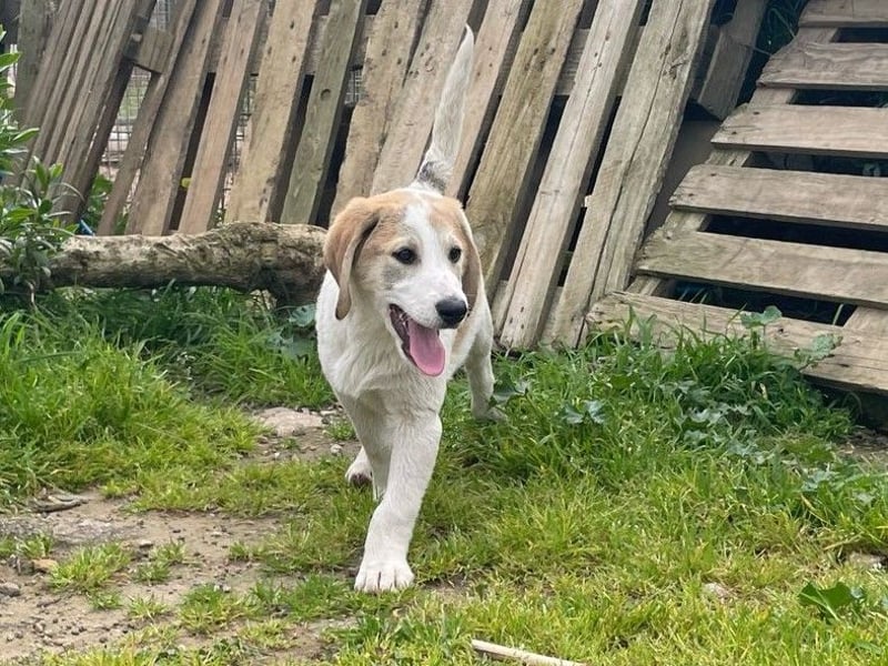 Junghund Vangog ist reserviert