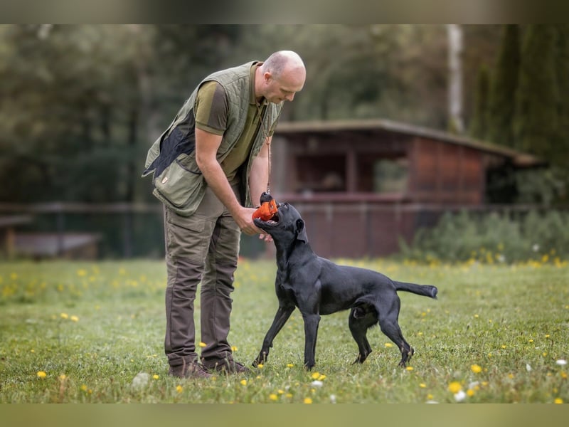 Labrador Deckrüde, Vater Field-Trial-Champion, HD A1/A1, ED frei, Gentests N/N