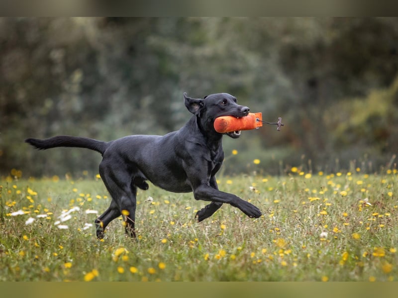 Labrador Deckrüde, Vater Field-Trial-Champion, HD A1/A1, ED frei, Gentests N/N