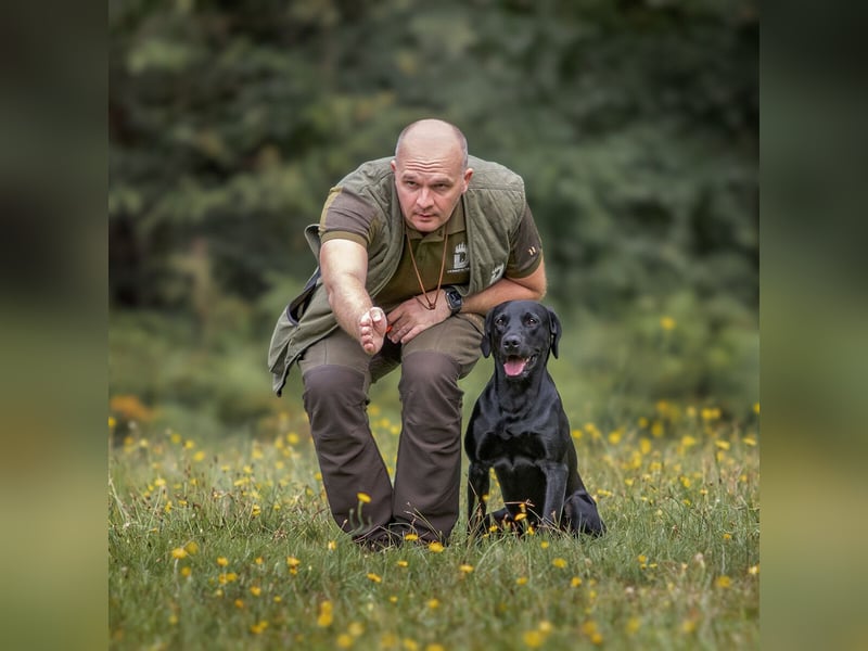 Labrador Deckrüde, Vater Field-Trial-Champion, HD A1/A1, ED frei, Gentests N/N