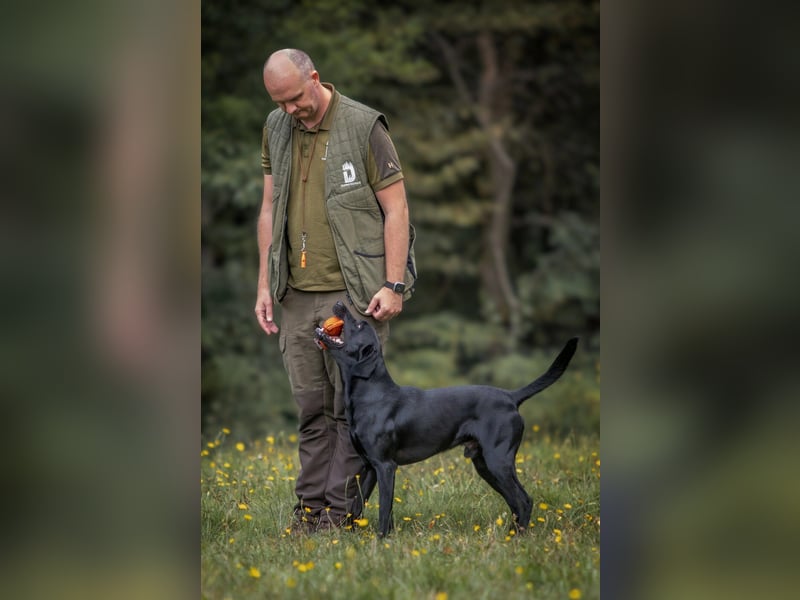 Labrador Deckrüde, Vater Field-Trial-Champion, HD A1/A1, ED frei, Gentests N/N