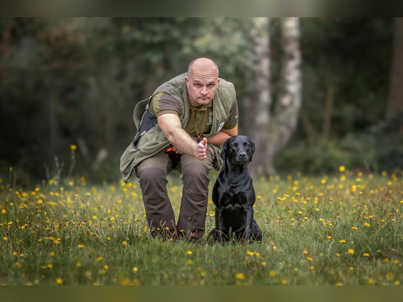 Labrador Deckrüde, Vater Field-Trial-Champion, HD A1/A1, ED frei, Gentests N/N