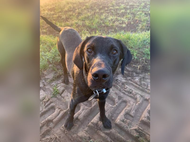 Labrador Deckrüde, Vater Field-Trial-Champion, HD A1/A1, ED frei, Gentests N/N