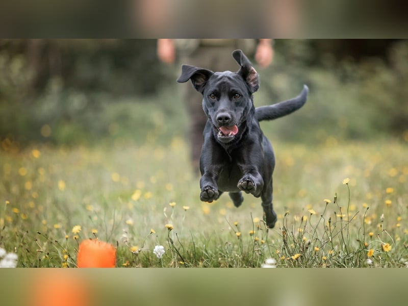 Labrador Deckrüde, Vater Field-Trial-Champion, HD A1/A1, ED frei, Gentests N/N