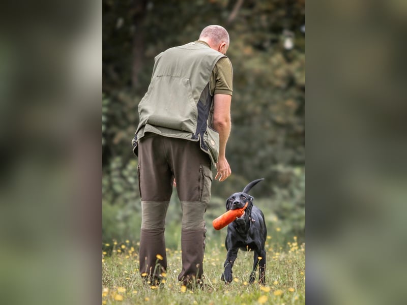Labrador Deckrüde, Vater Field-Trial-Champion, HD A1/A1, ED frei, Gentests N/N