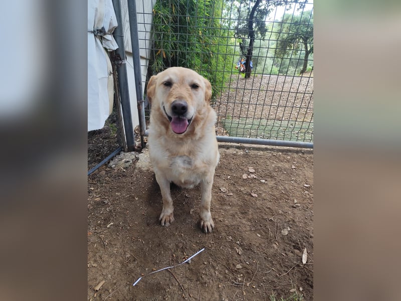 älterer, ruhiger und sehr freundlicher Labrador-Mix