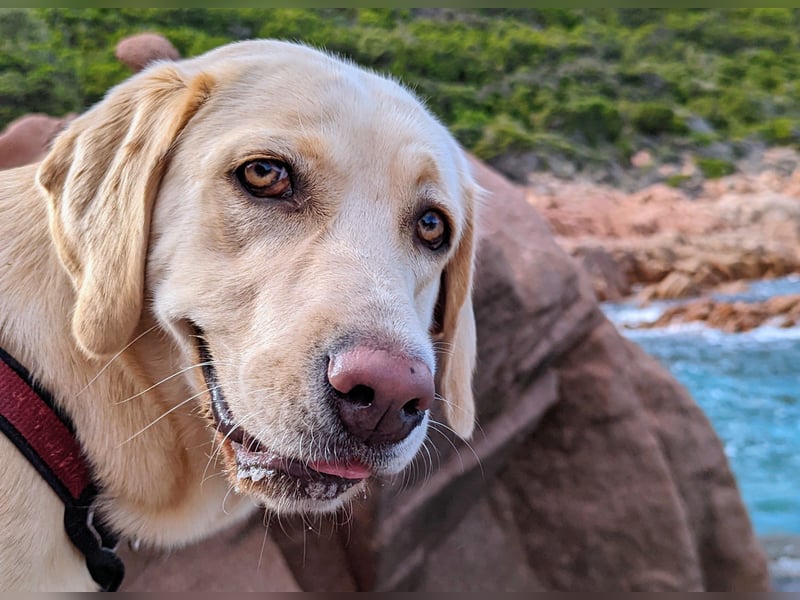 Schweren Herzens: Tolle Labrador-Mix Hündin Nala (5 J.) sucht neues Zuhause