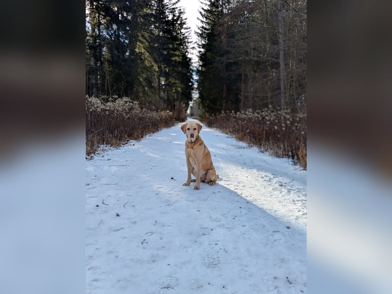 Schweren Herzens: Tolle Labrador-Mix Hündin Nala (5 J.) sucht neues Zuhause