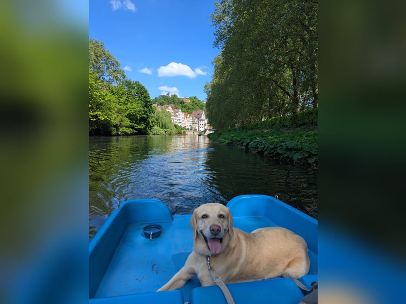 Schweren Herzens: Tolle Labrador-Mix Hündin Nala (5 J.) sucht neues Zuhause