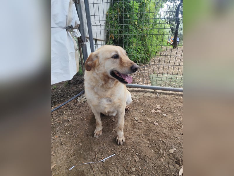 älterer, ruhiger und sehr freundlicher Labrador-Mix