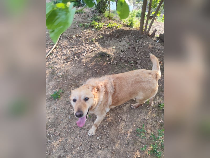 älterer, ruhiger und sehr freundlicher Labrador-Mix