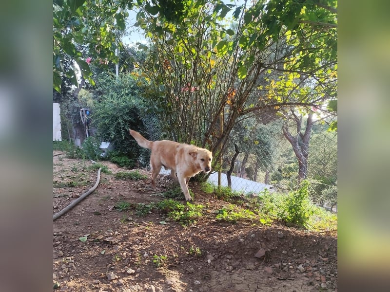 älterer, ruhiger und sehr freundlicher Labrador-Mix