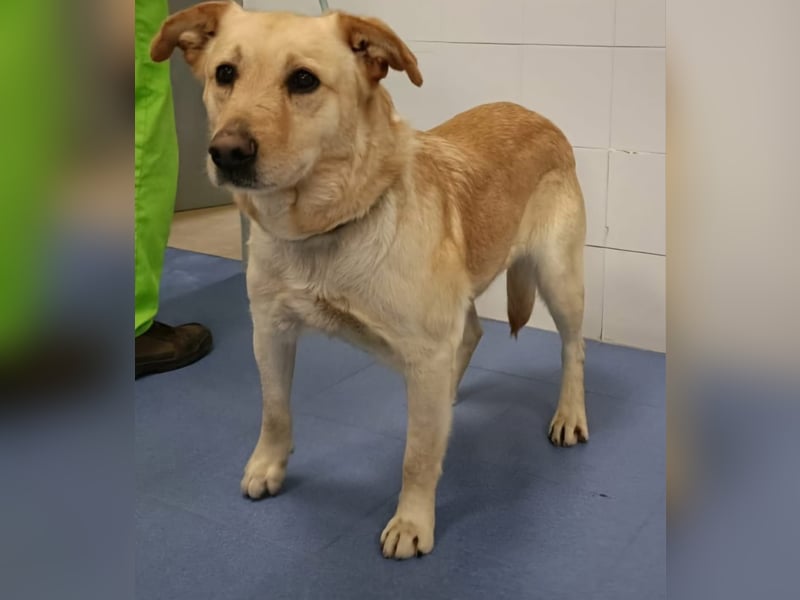 älterer, ruhiger und sehr freundlicher Labrador-Mix