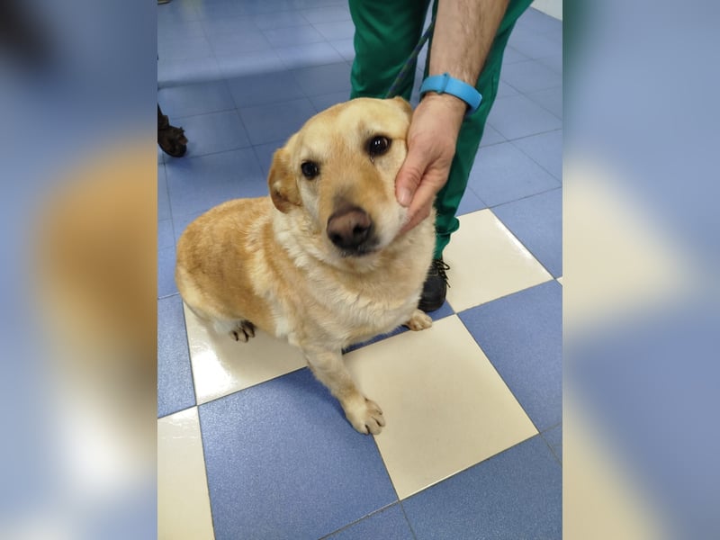 älterer, ruhiger und sehr freundlicher Labrador-Mix