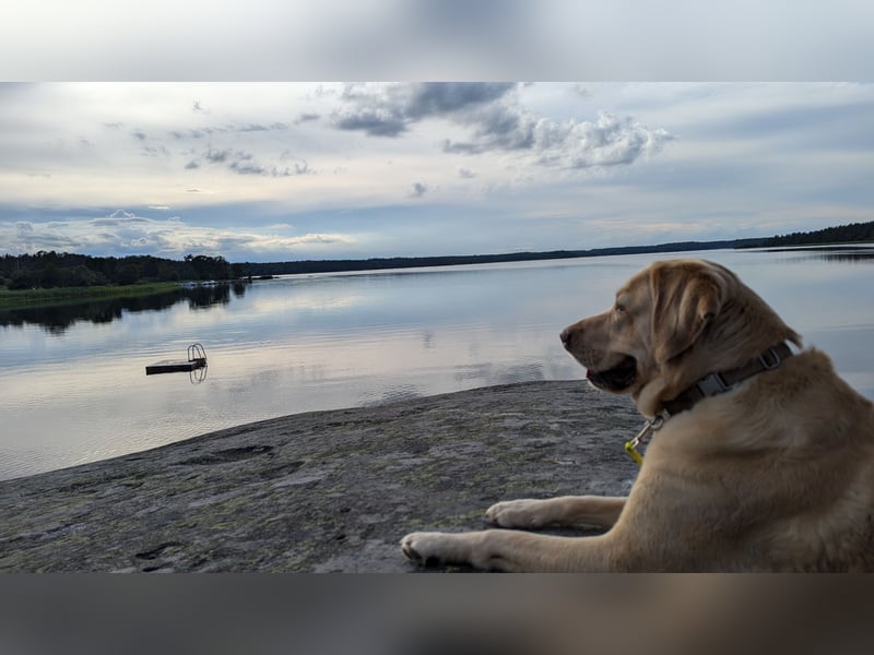 Schweren Herzens: Tolle Labrador-Mix Hündin Nala (5 J.) sucht neues Zuhause