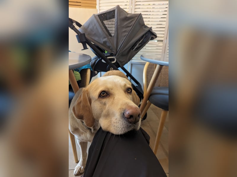 Schweren Herzens: Tolle Labrador-Mix Hündin Nala (5 J.) sucht neues Zuhause