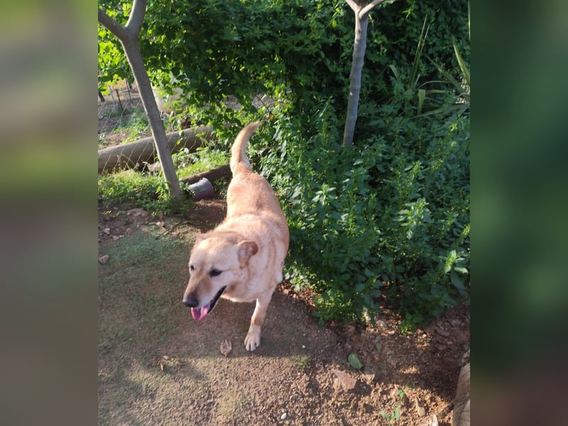 älterer, ruhiger und sehr freundlicher Labrador-Mix