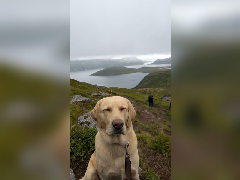 Schweren Herzens: Tolle Labrador-Mix Hündin Nala (5 J.) sucht neues Zuhause