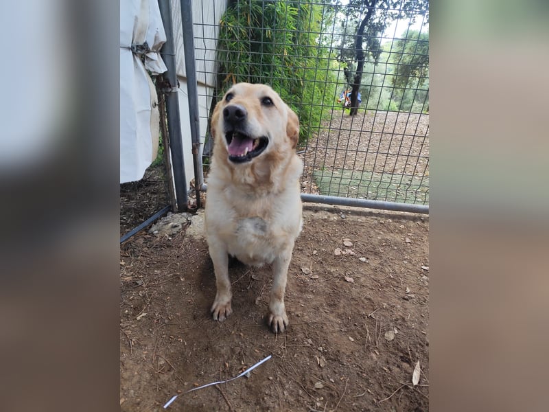 älterer, ruhiger und sehr freundlicher Labrador-Mix